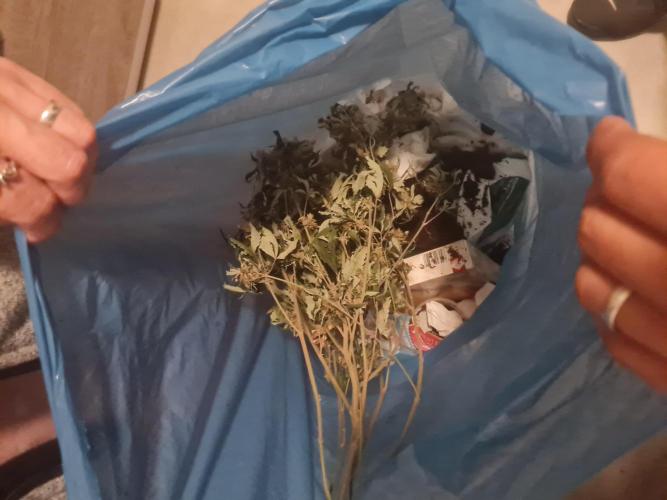 Clones salad run!🤪. Week 12