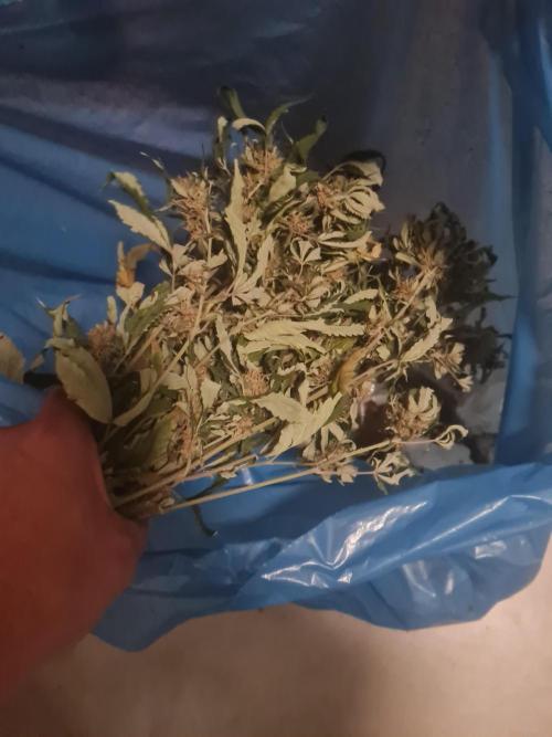 Clones salad run!🤪. Week 12