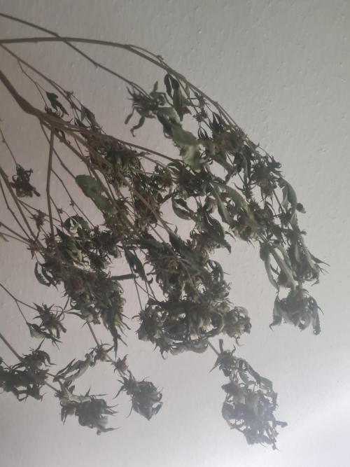 Clones salad run!🤪. Week 12