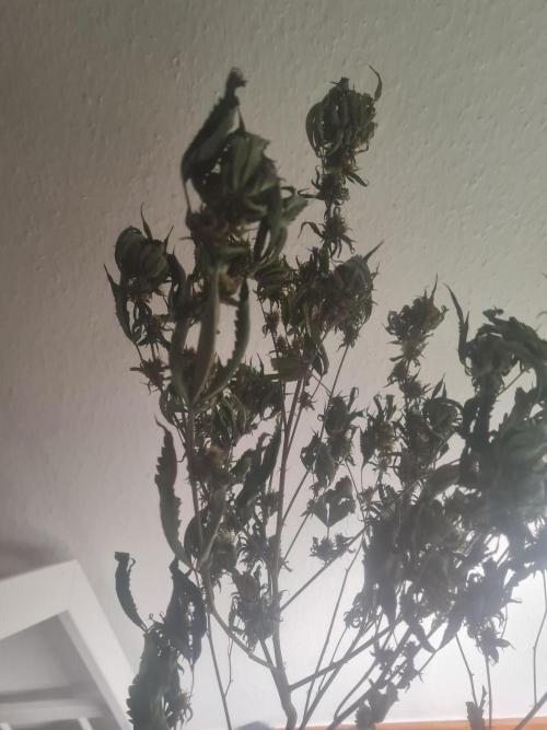 Clones salad run!🤪. Week 12