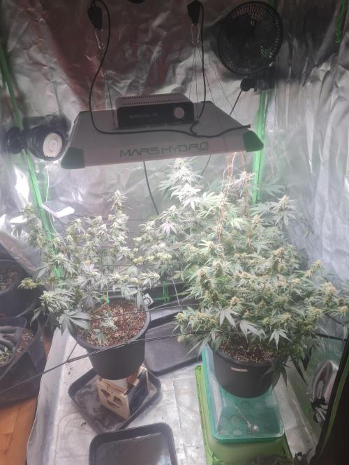 Clones salad run!🤪. Week 12