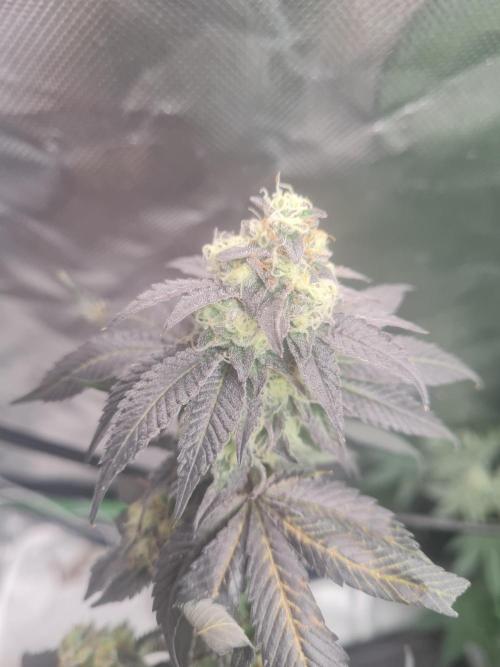 Clones salad run!🤪. Week 12