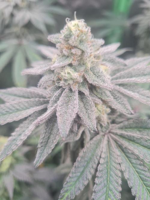 Clones salad run!🤪. Week 12