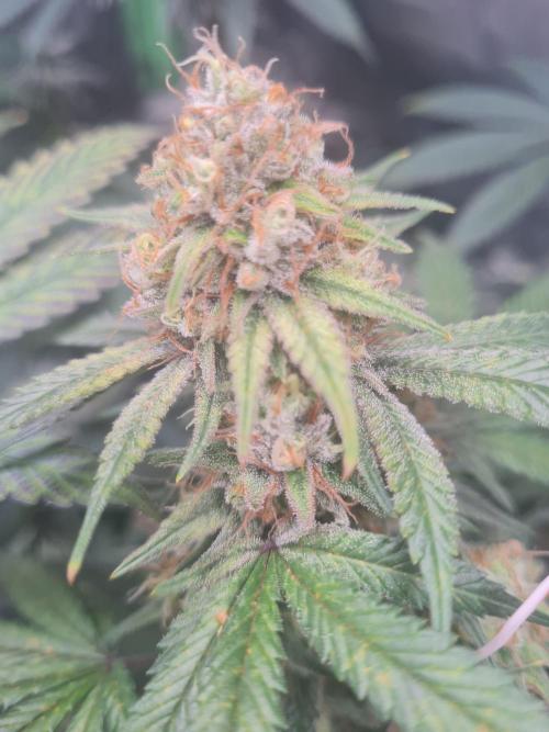 Clones salad run!🤪. Week 12