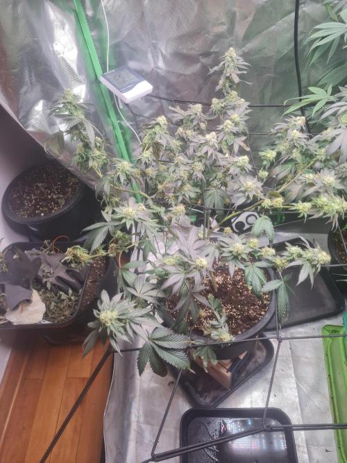 Clones salad run!🤪. Week 12