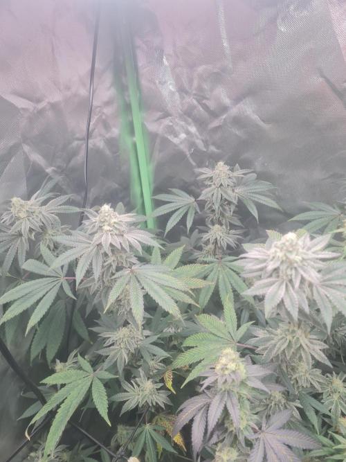 Clones salad run!🤪. Week 12