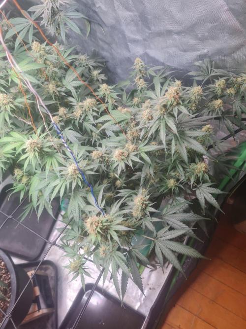 Clones salad run!🤪. Week 12