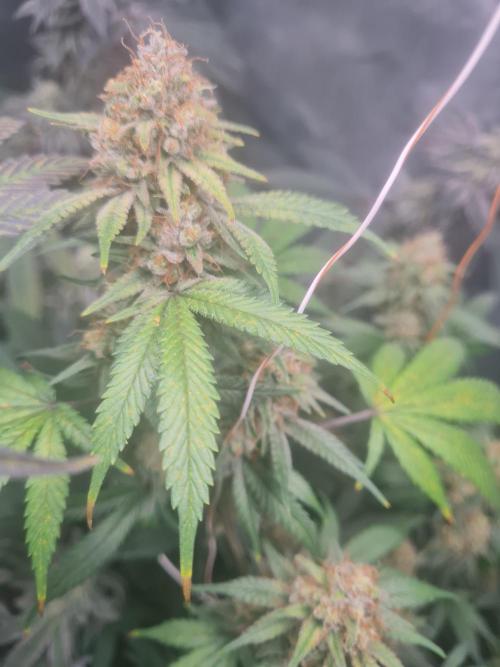 Clones salad run!🤪. Week 13