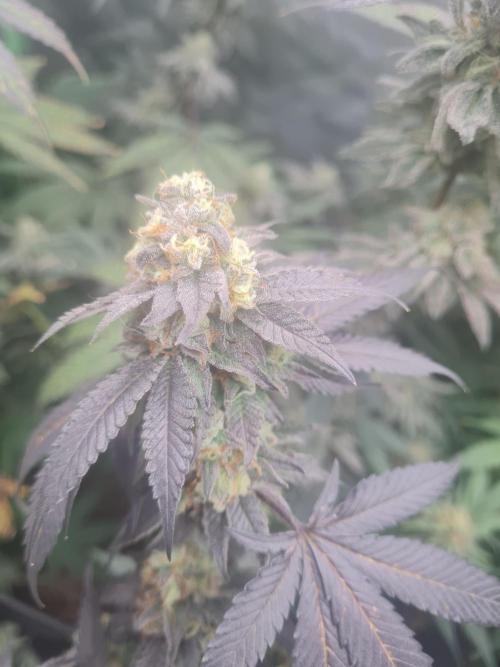 Clones salad run!🤪. Week 13