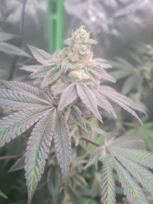 Clones salad run!🤪. Week 13