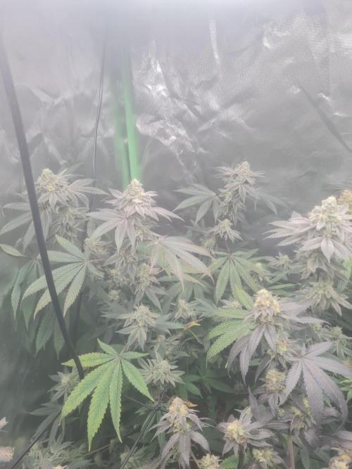 Clones salad run!🤪. Week 13