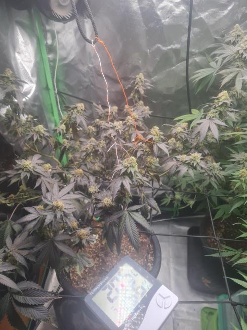 Clones salad run!🤪. Week 13