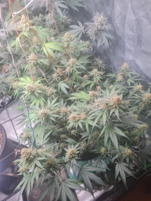 Clones salad run!🤪. Week 13