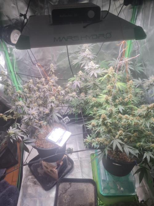 Clones salad run!🤪. Week 13