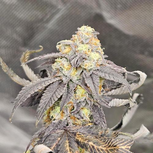 Clones salad run!🤪. Week 14