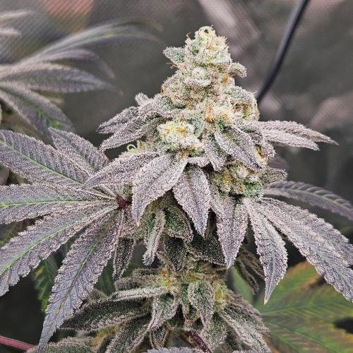 Clones salad run!🤪. Week 14