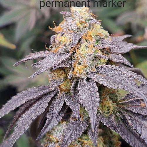 Clones salad run!🤪. Week 14