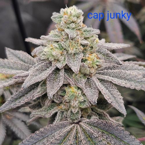 Clones salad run!🤪. Week 14