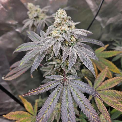 Clones salad run!🤪. Week 14