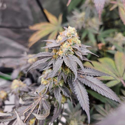 Clones salad run!🤪. Week 14