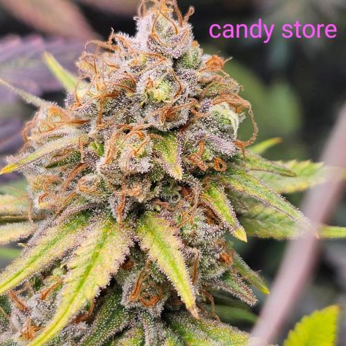 Clones salad run!🤪. Week 14