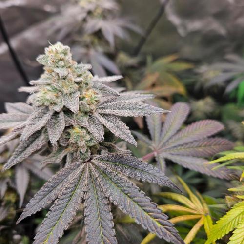 Clones salad run!🤪. Week 14