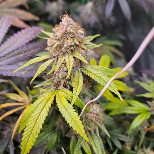 Clones salad run!🤪. Week 14