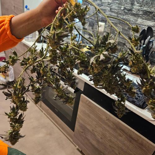 Clones salad run!🤪. Week 15