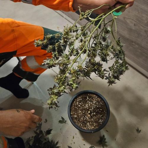 Clones salad run!🤪. Week 15