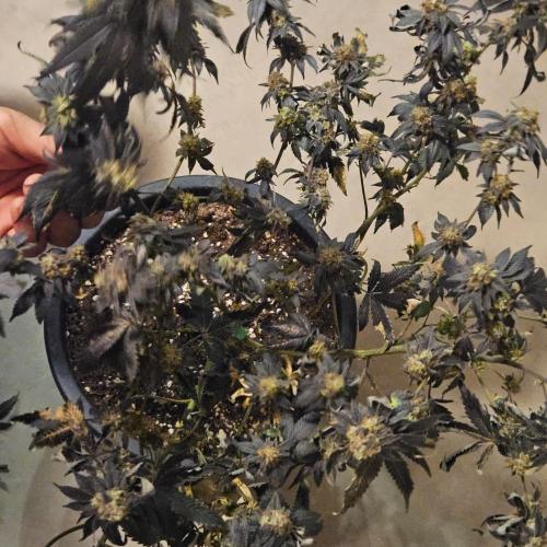 Clones salad run!🤪. Week 15