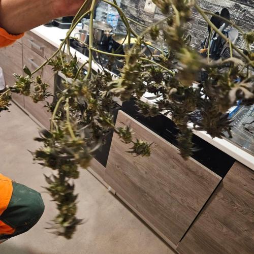 Clones salad run!🤪. Week 15