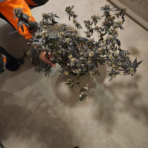 Clones salad run!🤪. Week 15