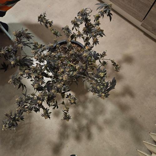 Clones salad run!🤪. Week 15