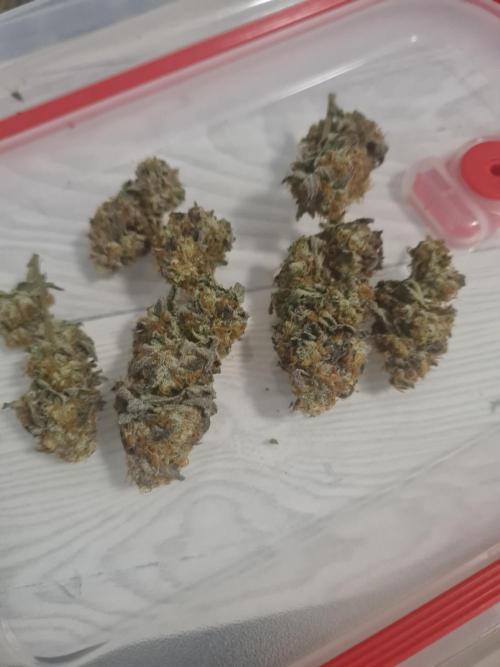 Clones salad run!🤪. Week 15 - Some nugs already dried