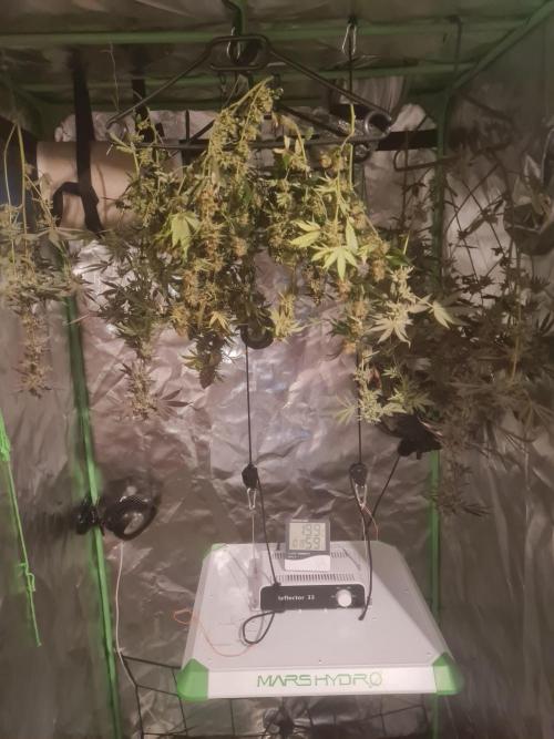 Clones salad run!🤪. Week 15