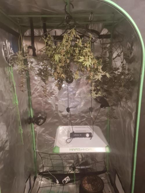 Clones salad run!🤪. Week 15