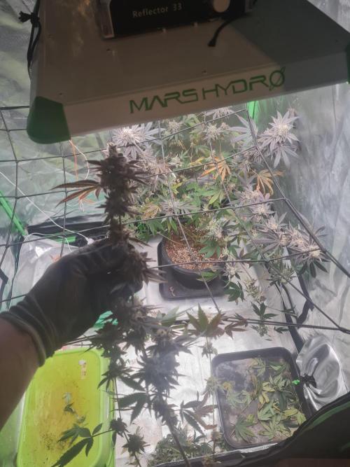 Clones salad run!🤪. Week 15