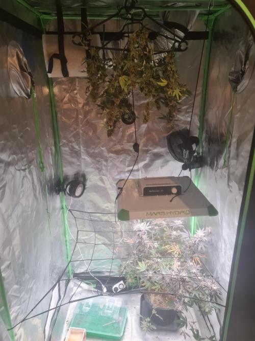 Clones salad run!🤪. Week 15