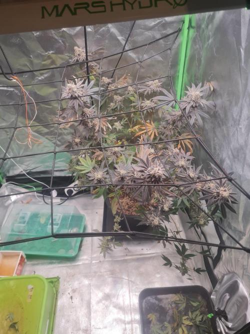 Clones salad run!🤪. Week 15