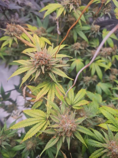 Clones salad run!🤪. Week 15