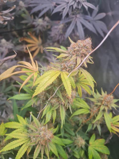 Clones salad run!🤪. Week 15