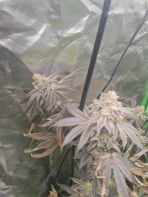 Clones salad run!🤪. Week 15