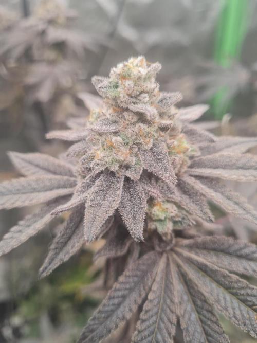 Clones salad run!🤪. Week 15