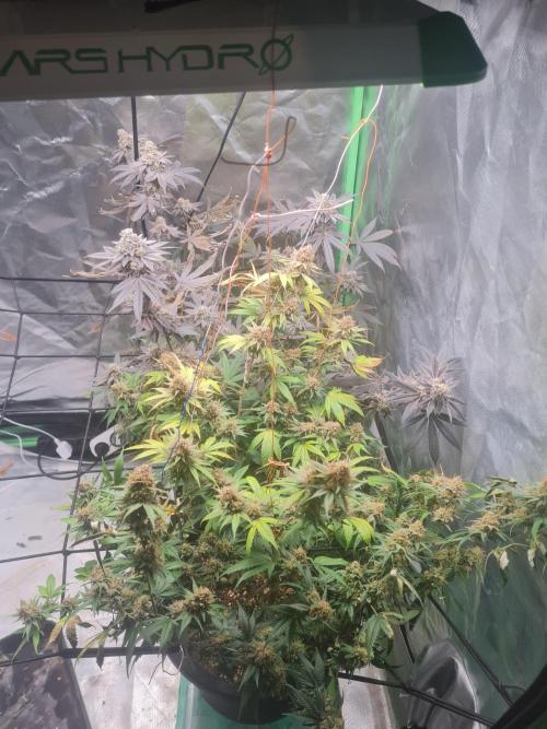 Clones salad run!🤪. Week 15