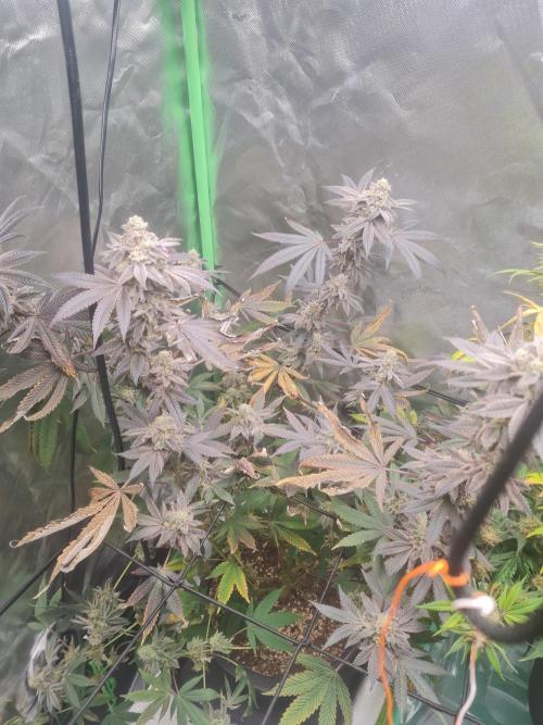 Clones salad run!🤪. Week 15