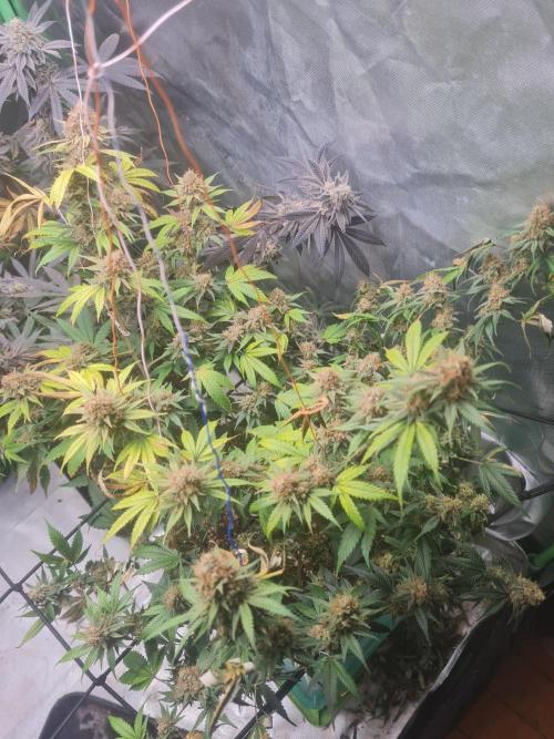 Clones salad run!🤪. Week 15