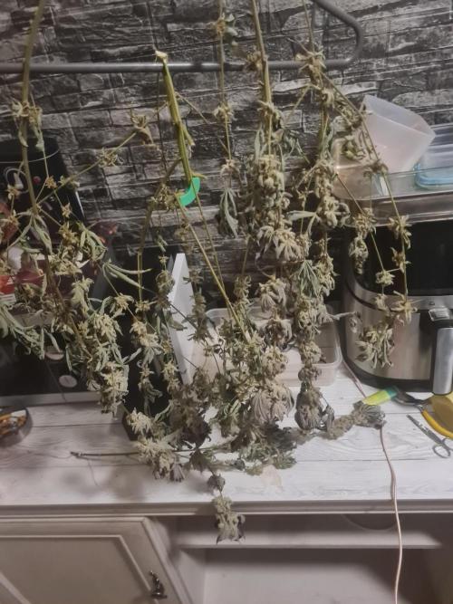 Clones salad run!🤪. Week 16