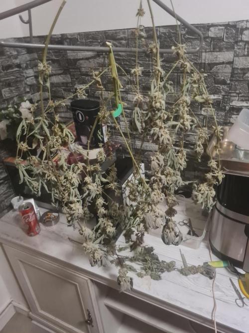 Clones salad run!🤪. Week 16