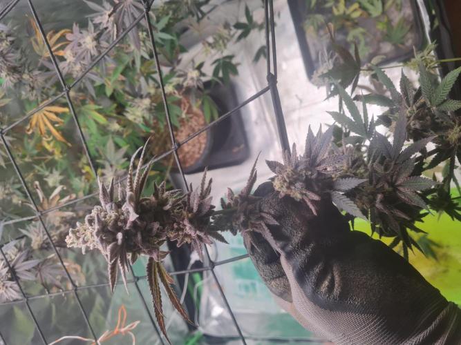 Clones salad run!🤪. Week 16