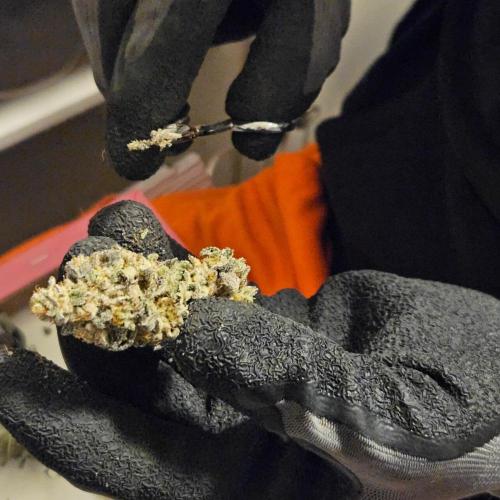 Clones salad run!🤪. Week 16